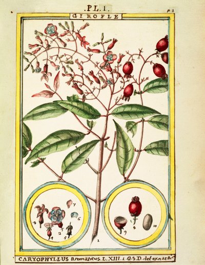Nellik (Caryophyllus Aromaticus), akvarell av Delahaye av Delahaye Delahaye