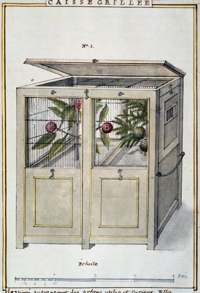 Beholder for transport av nyttige og interessante trær, akvarell av Delahaye, basert på Florindie ou Histoire physico-economique des vegetaux de la Torride (Physical-Economic History of Plants from Tropics) av Delahaye Delahaye
