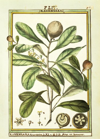 Cryptocarya Aromatica, akvarell av Delahaye av Delahaye Delahaye