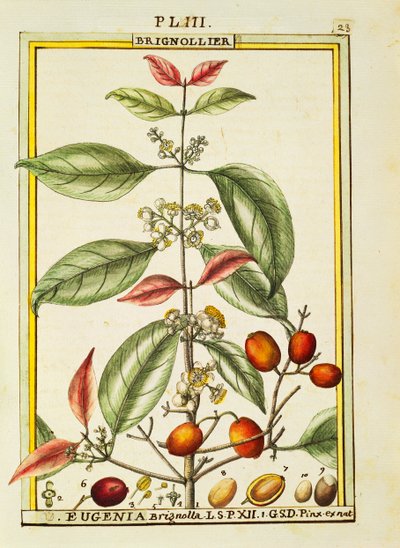 Eugenia Brignolla, akvarell av Delahaye av Delahaye Delahaye