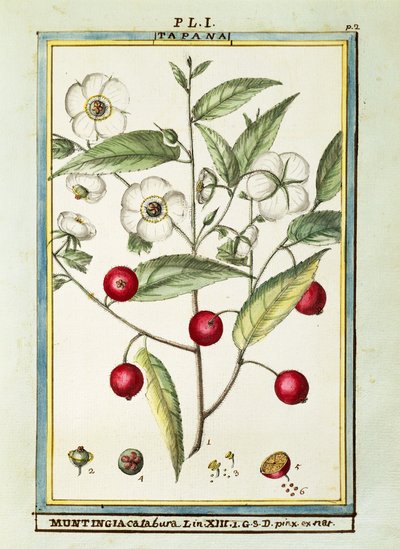 Jamaicansk kirsebær (Muntingia calabura), akvarell av Delahaye av Delahaye Delahaye