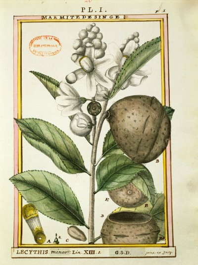 Monkey Pot Nut (lecythis minor), akvarell av Delahaye av Delahaye Delahaye