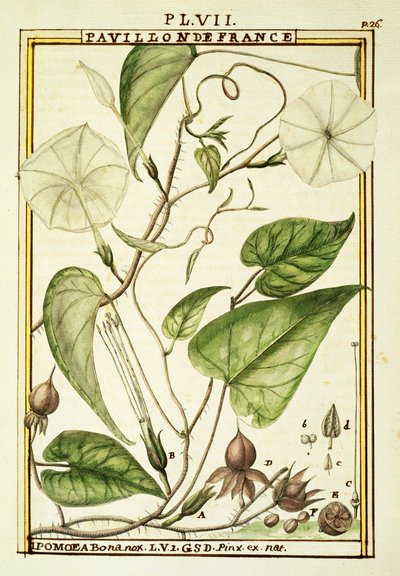 Måneblomst eller måneranke (Ipomoea Alba), akvarell av Delahaye av Delahaye Delahaye