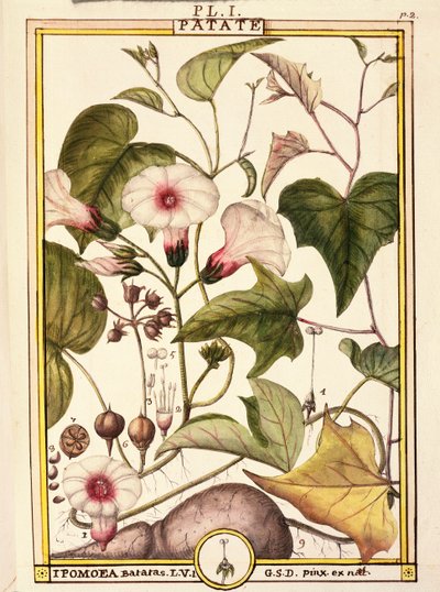 Søtpotet (Ipomea batatas), av Delahaye, akvarell av Delahaye Delahaye