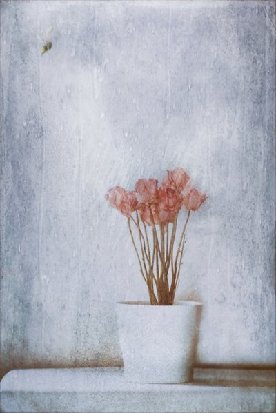 Delikate tørkede blomster av Delphine Devos