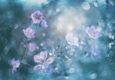 Drømmende bokeh-blomster av Delphine Devos