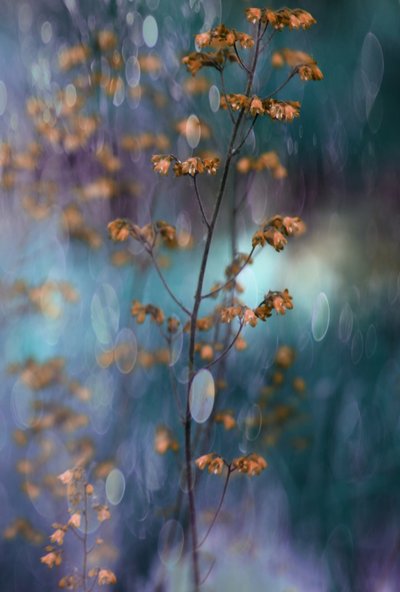 Drømmende botanisk bokeh av Delphine Devos