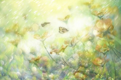 Drømmende sommerfuglblomster av Delphine Devos