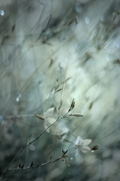Drømmende blomsterbokeh av Delphine Devos