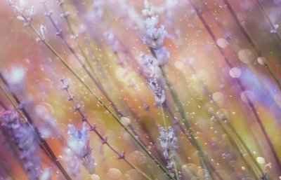 Drømmende lavendel-bokeh av Delphine Devos