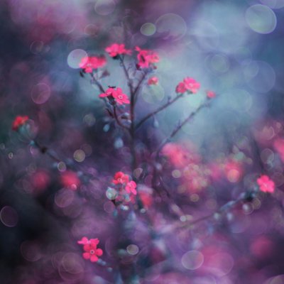 Drømmende rosa blomster av Delphine Devos