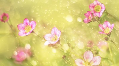 Drømmende rosa blomster av Delphine Devos