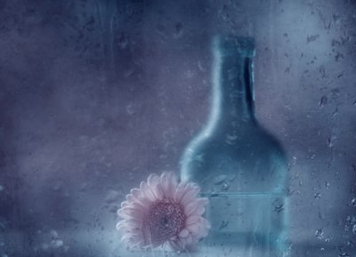 Drømmende, regnfull gerbera av Delphine Devos