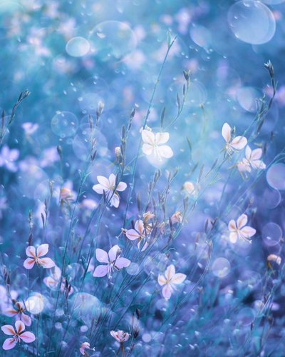 Eteriske blå blomster av Delphine Devos