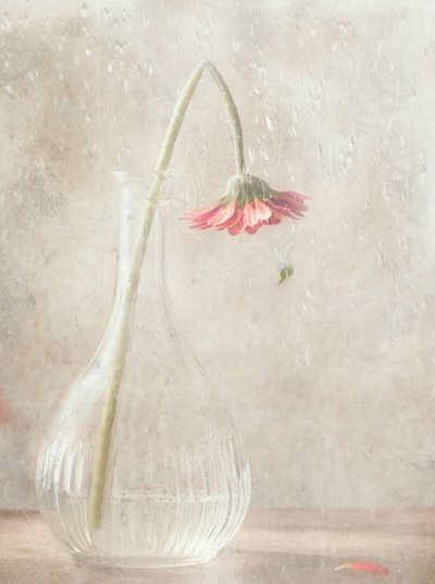 En bleknende rosa blomst av Delphine Devos