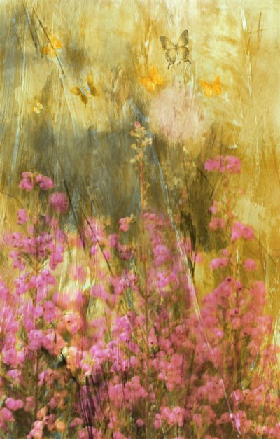Sommerfuglene i Golden Meadow av Delphine Devos