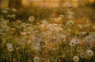 Golden Meadow-marihøne av Delphine Devos
