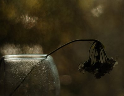 Melankolisk blomstring av Delphine Devos