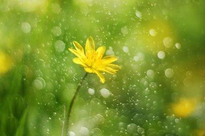 Morgen-duggdråpe-blomst av Delphine Devos
