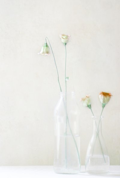 Blekblomster i glass av Delphine Devos
