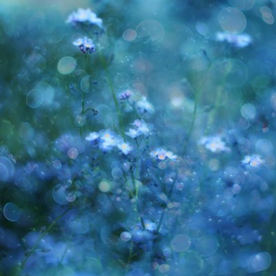 Blå blomster med mykt bokeh av Delphine Devos