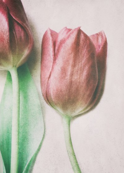 Tulipaner i myke, rosa nyanser av Delphine Devos