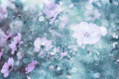 Myke pastellfargede kosmosblomster av Delphine Devos