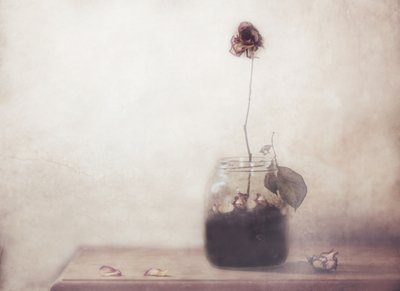 En ensom, falmet rose av Delphine Devos