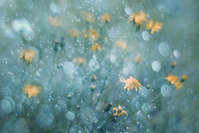 Glitrende gule blomster av Delphine Devos