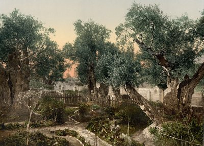 Getsemane hage, Jerusalem, Det hellige land, ca. 1890-c. 1900 (fotokromtrykk) av Detroit Photographic Co.