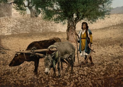 Innfødt fra Palestina som arbeider med en okse og et esel, Det hellige land, ca. 1890-c. 1900 (fotokromtrykk) av Detroit Photographic Co.
