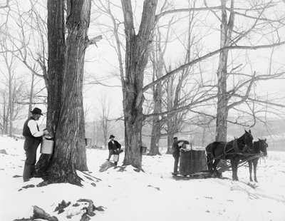 Samler saft i en sukkerleir for lønn i Vermont av Detroit Publishing Co.