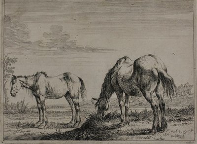Grazing Horse, plate tre fra Series of Horses av Dirck Stoop