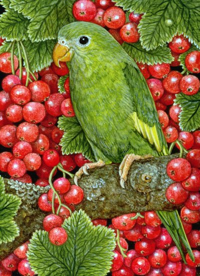 Redcurrant-Parakett, 1995 (akryl på panel) av Ditz