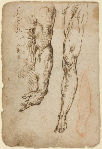Anatomiske studier av Domenico Beccafumi