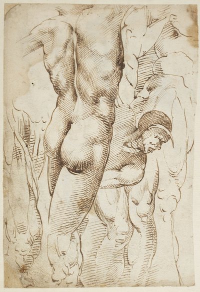Studier av ben og mannlige nakenbilder av Domenico Beccafumi