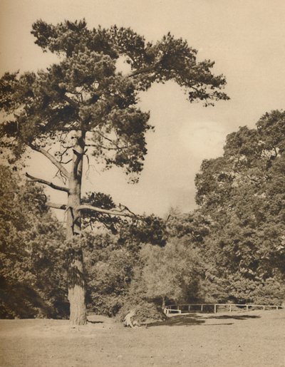 I Hadley Woods, rest av Old Royal Hunting Forest of Enfield Chase, c1935. av Donald McLeish