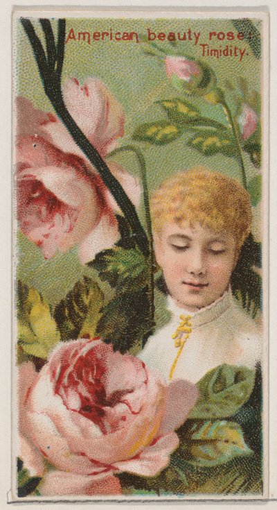 American Beauty Rose: Timidity, fra serien Floral Beauties and Language of Flowers N..., 1892. av Donaldson Brothers