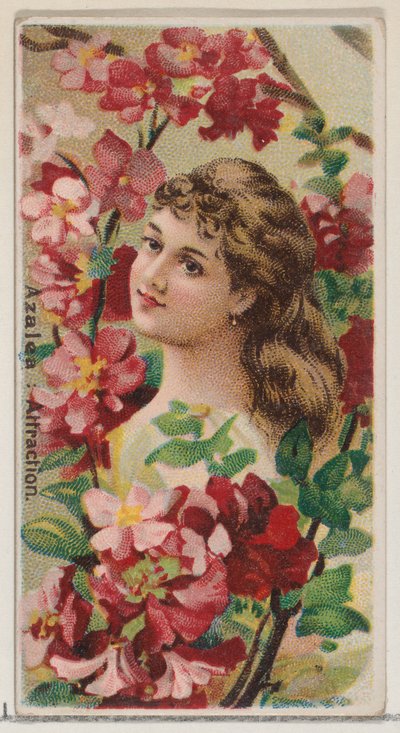 Azalea: Attraction, fra serien Floral Beauties and Language of Flowers N75 for Duke..., 1892. av Donaldson Brothers