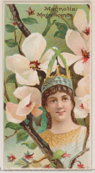 Magnolia: Magnificence, fra serien Floral Beauties and Language of Flowers N75 for ..., 1892. av Donaldson Brothers