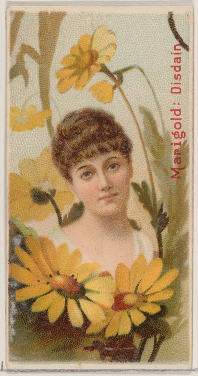 Marigold: Disdain, fra serien Floral Beauties and Language of Flowers N75 for Duke ..., 1892. av Donaldson Brothers