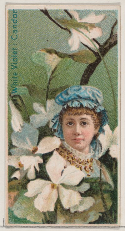 White Violet: Candor, fra serien Floral Beauties and Language of Flowers N75 for Du..., 1892. av Donaldson Brothers