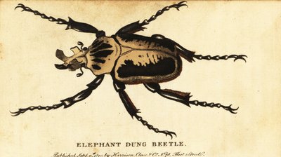 Kongelig goliatbille, Goliathus regius., 1800 (gravering) av Dru Drury