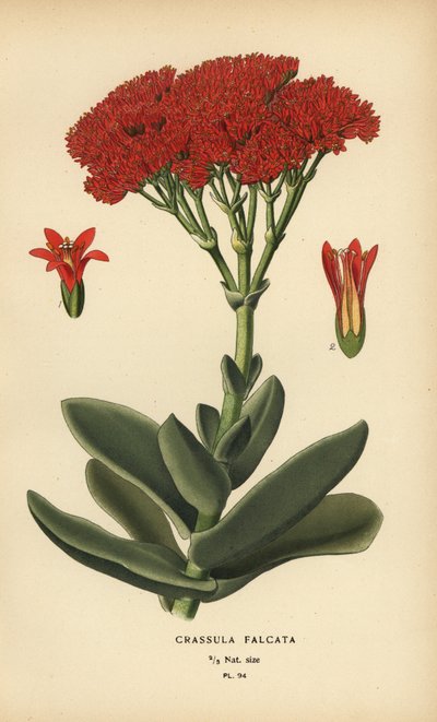 Flyplante, Crassula perfoliata var. kjeven. av Désiré Georges Jean Marie Bois