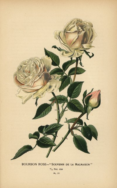 Bourbonrose, suvenir fra Malmaison. av Désiré Georges Jean Marie Bois