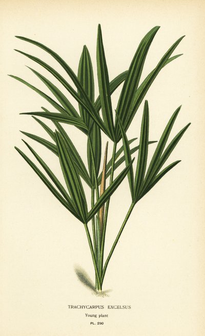 Bredbladet damepalme eller bambuspalme, Rhapis excelsa (Trachycarpus excelsus). Kromolitografi fra en illustrasjon av Desire Bois fra Edward Step