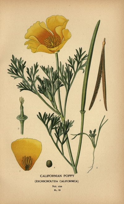 Californian valmue, Eschscholzia californica av Désiré Georges Jean Marie Bois