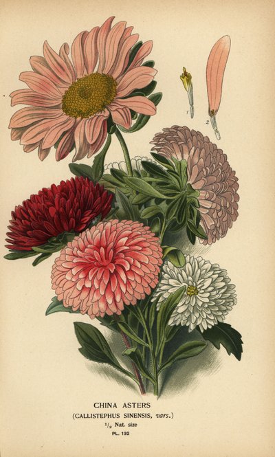 Kina aster varianter, Callistephus x sinensis. av Désiré Georges Jean Marie Bois