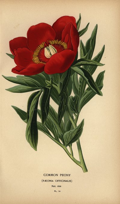 Vanlig peon, Paeonia officinalis. av Désiré Georges Jean Marie Bois