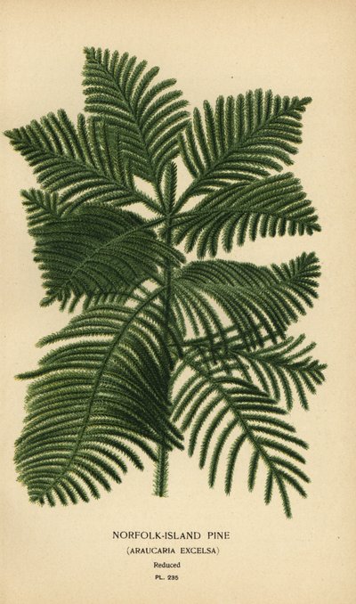 Kok furu, Araucaria columnaris. (Norfolk Island furu, Araucaria excelsa). Kromolitografi fra en illustrasjon av Desire Bois fra Edward Step